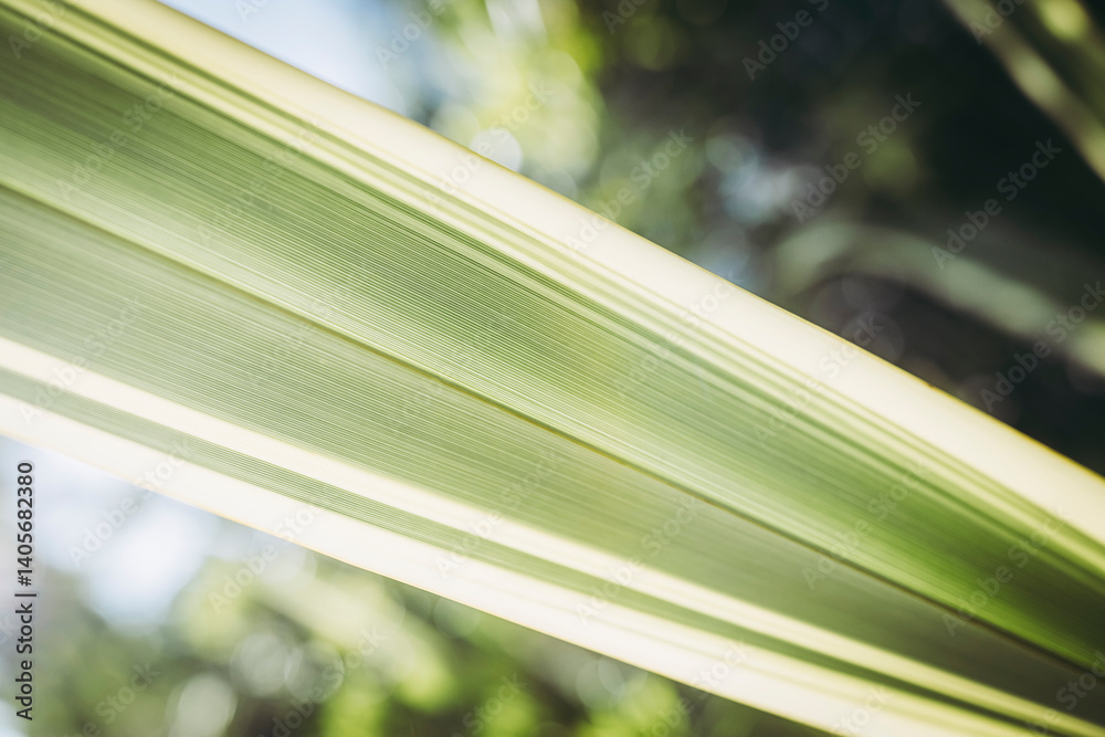 Close up sur des nervures de feuilles de plante verte avec une belle lumière en transparence - Arrière plan verdure flou design