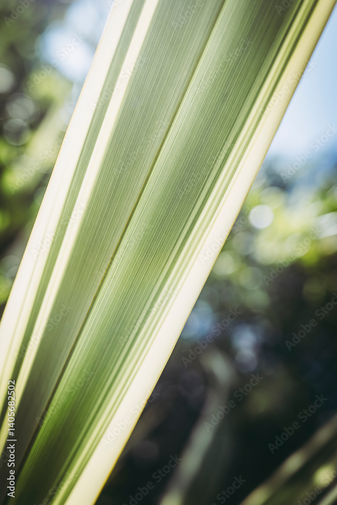 Close up sur des nervures de feuilles de plante verte avec une belle lumière en transparence - Arrière plan verdure flou design