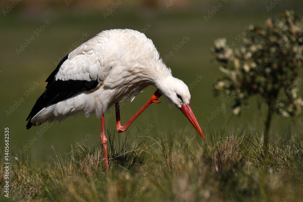 Fototapeta premium cigueña blancase alimenta en el campo
