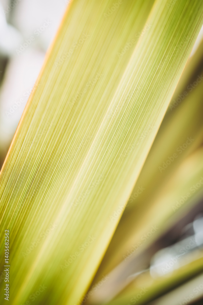 Close up sur des nervures de feuilles de plante verte avec une belle lumière en transparence - Arrière plan verdure flou design