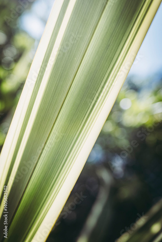 Obraz na płótnie Close up sur des nervures de feuilles de plante verte avec une belle lumière en transparence - Arrière plan verdure flou design w salonie