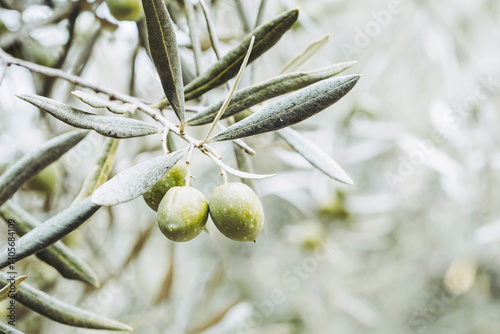 Close up sur les feuilles d'un olivier et olives vertes en train de pousser