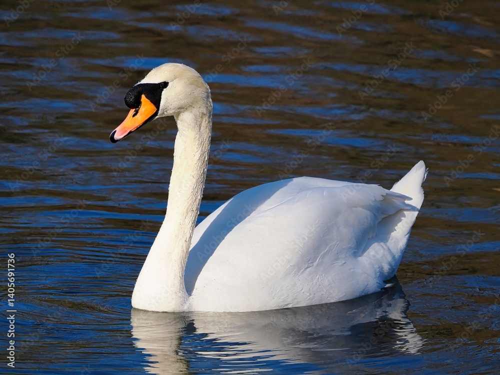 Naklejka premium Schwimmender weißer Schwan (Cygnus), Höckerschwan