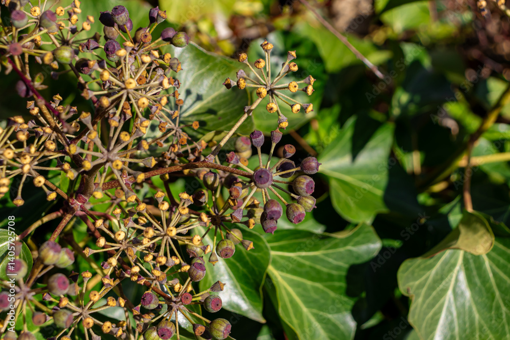 Hedera rhombea (Japanese ivy, songak) ivy plant buds closeup Hedera rhombea (Japanese ivy, songak) ivy plant buds closeup