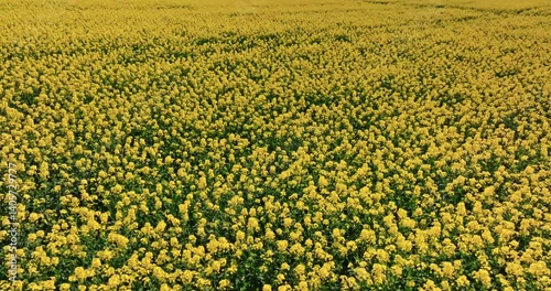 Yellow rape field and tractor tracks in spring.