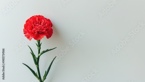 Red carnation flower standing alone on white background