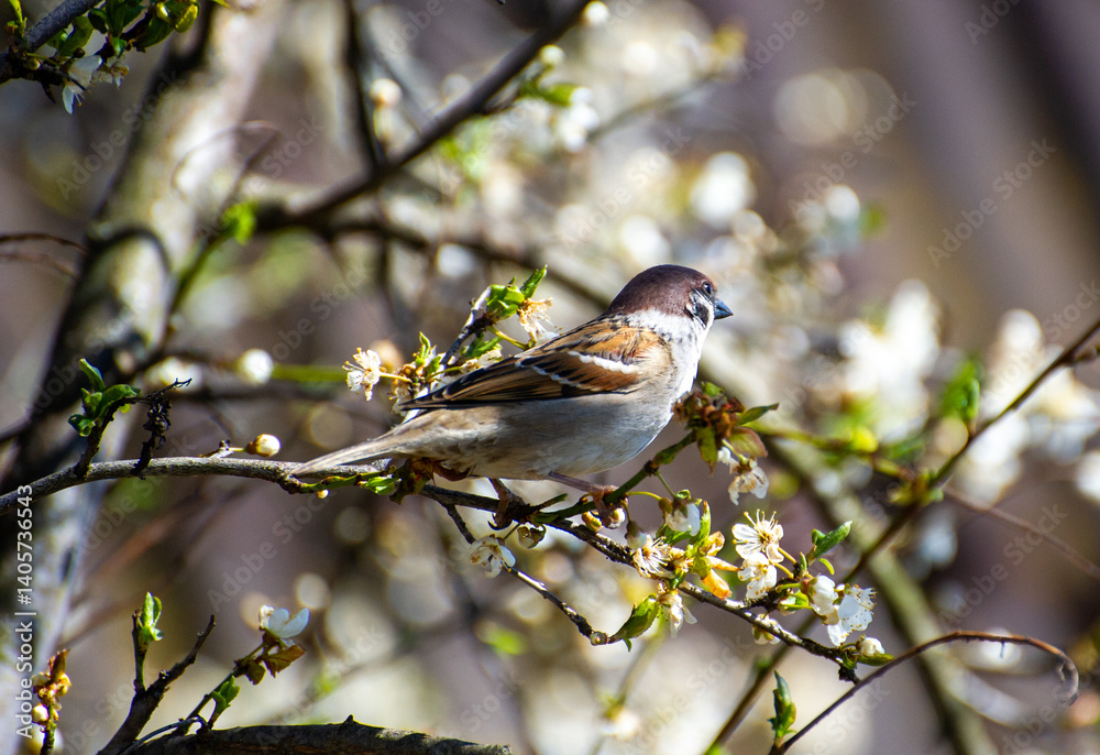Fototapeta premium sparrow sitting on a blooming tree branch