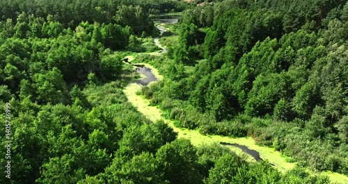 Small river, swamps with algae and green forest in summer.
