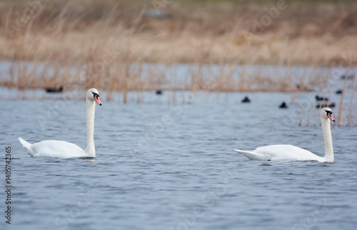 Fototapeta Naklejka Na Ścianę i Meble -  Mute swans on the lake.