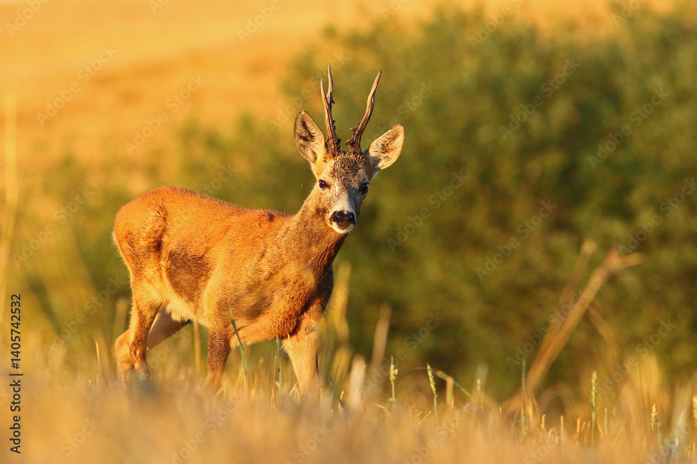 Sarna europejska (Capreolus capreolus) roe deer