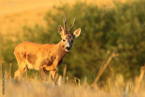 Obraz na płótnie Sarna europejska (Capreolus capreolus) roe deer w salonie