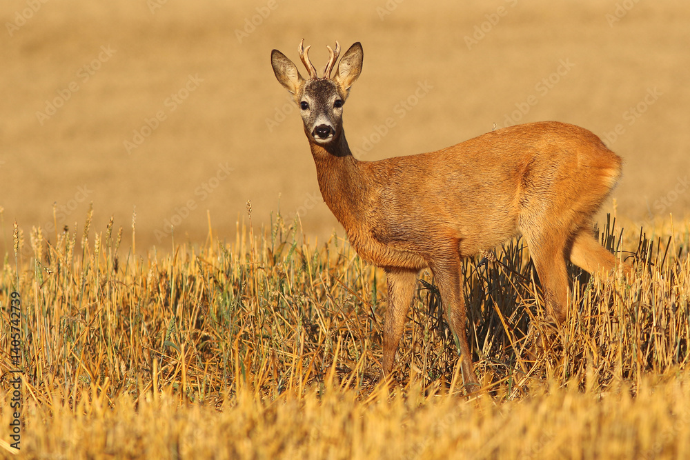 Sarna europejska (Capreolus capreolus) roe deer Sarna europejska (Capreolus capreolus) roe deer