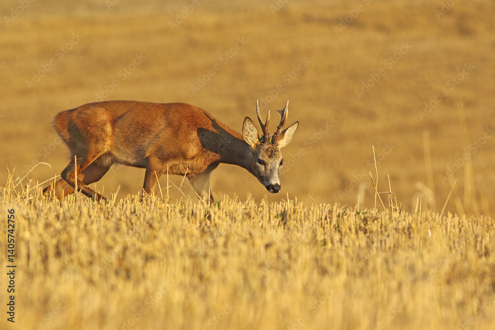 Sarna europejska (Capreolus capreolus) roe deer