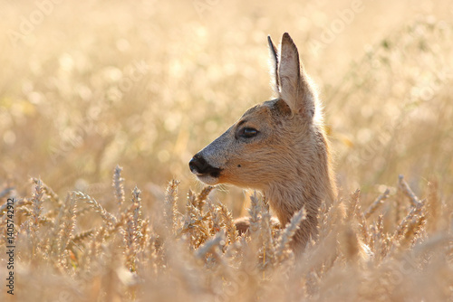 Sarna europejska (Capreolus capreolus) roe deer