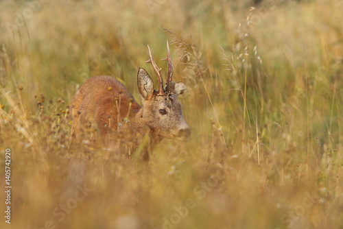 Obraz na płótnie Sarna europejska (Capreolus capreolus) roe deer w salonie