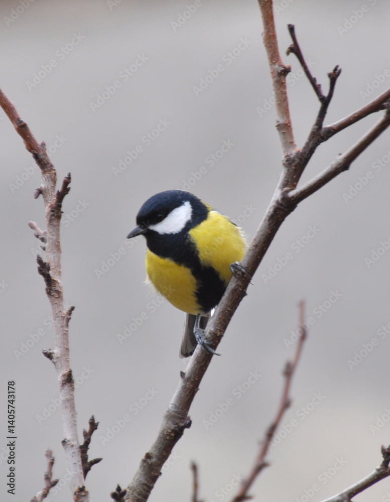 The great tit (Parus major) on the branch The great tit (Parus major) on the branch