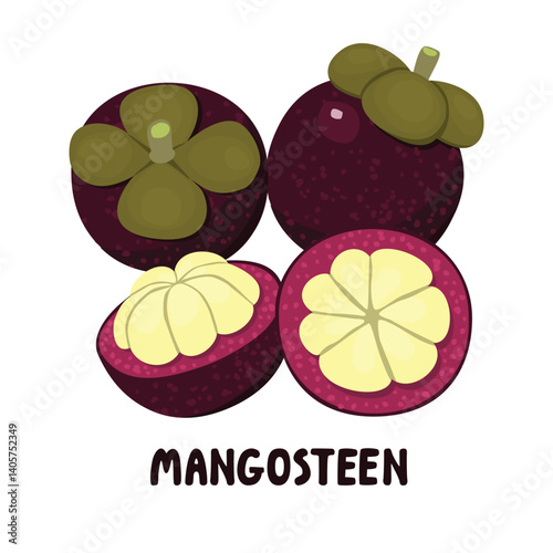 Mangosteen fruit whole and half. Botanical designs set and handwritten. Tropical plant purple, green,beige colors isolated on a white background. Vector cartoon illustrations for use in card, banner.
