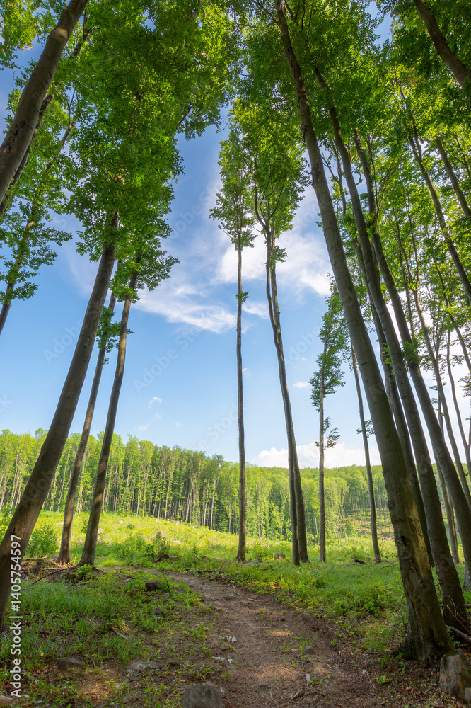 dirt road through beech woods. tall trees with green lush canopy beneath a blue sky with clouds. deciduous ecosystem. nature scenery with forest cut ahead in spring afternoon light