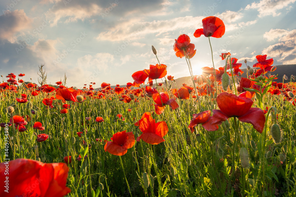 red poppies in the field with sunburst shot from below. armistice day. beautiful nature background beneath a blue sky at sunset. scenic countryside landscape in spring. sun behind the red flowers