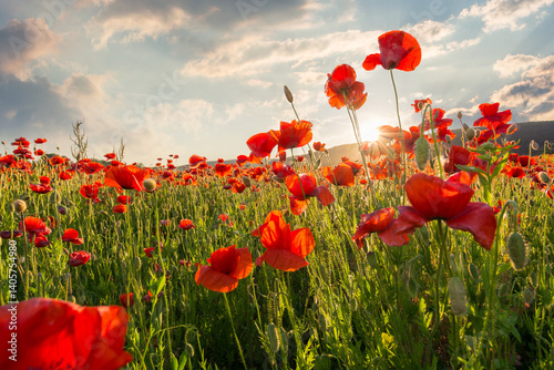 Obraz na płótnie red poppies in the field with sunburst shot from below. armistice day. beautiful nature background beneath a blue sky at sunset. scenic countryside landscape in spring. sun behind the red flowers w salonie