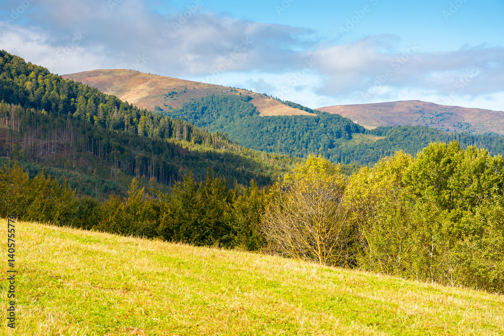 calm autumn forenoon in carpathian mountains. landscape with trees on the grassy hills in yellow foliage. rolling scenery of countryside of ukraine under blue sky with clouds. sunny weather