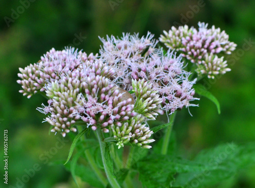 It blooms in nature hemp agrimony (Eupatorium cannabinum)