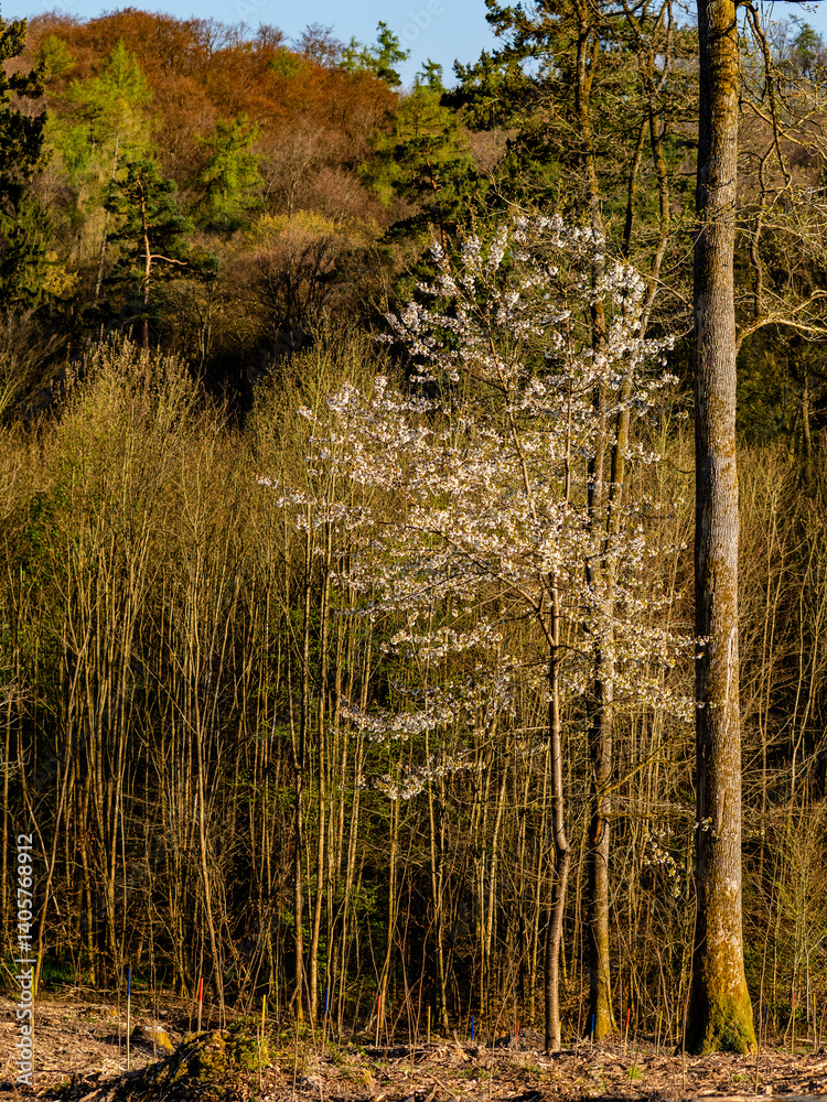 Fototapeta premium Mischwald im Frühjahr
