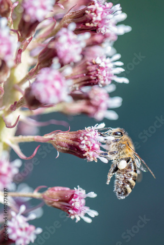 Bee on the Petasites