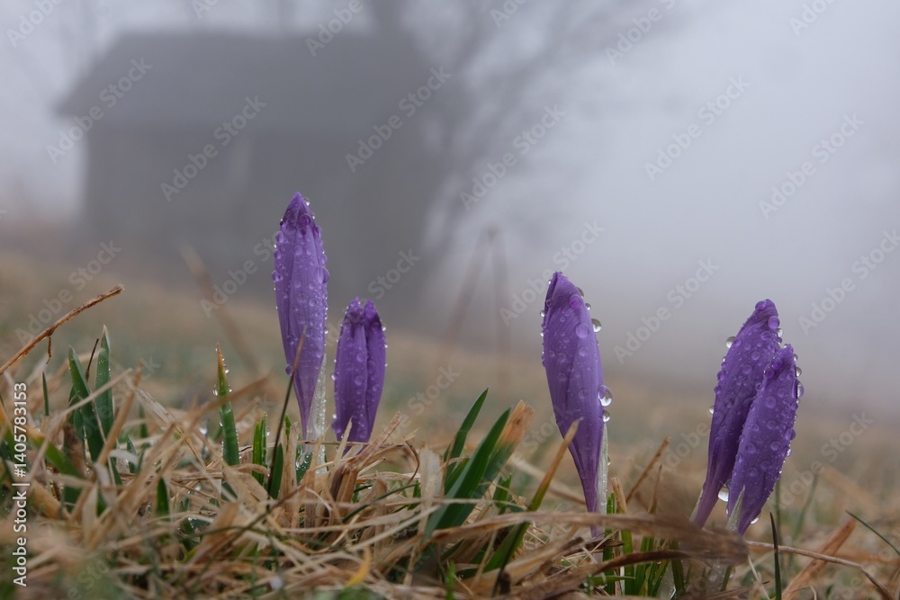 Purple crocuses with drops of dew on meadow with wooden hut in background.