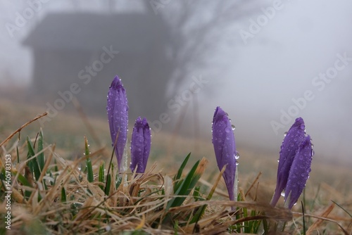 Obraz na płótnie Purple crocuses with drops of dew on meadow with wooden hut in background. w salonie