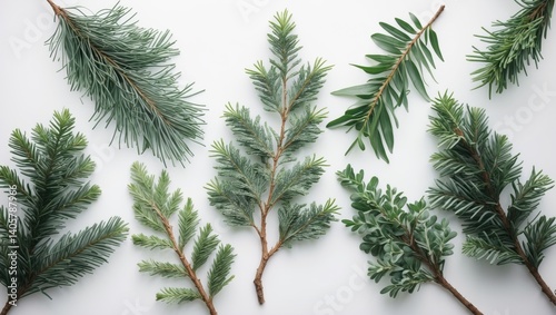Isolated fir branch. Christmas fir tree. Green Christmas fir branch. Perfect for cards, packaging, banners, wrapping paper, and invitations.