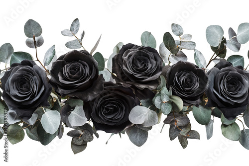 Black roses with soft green eucalyptus leaves against a transparent background. Dramatic and moody floral design