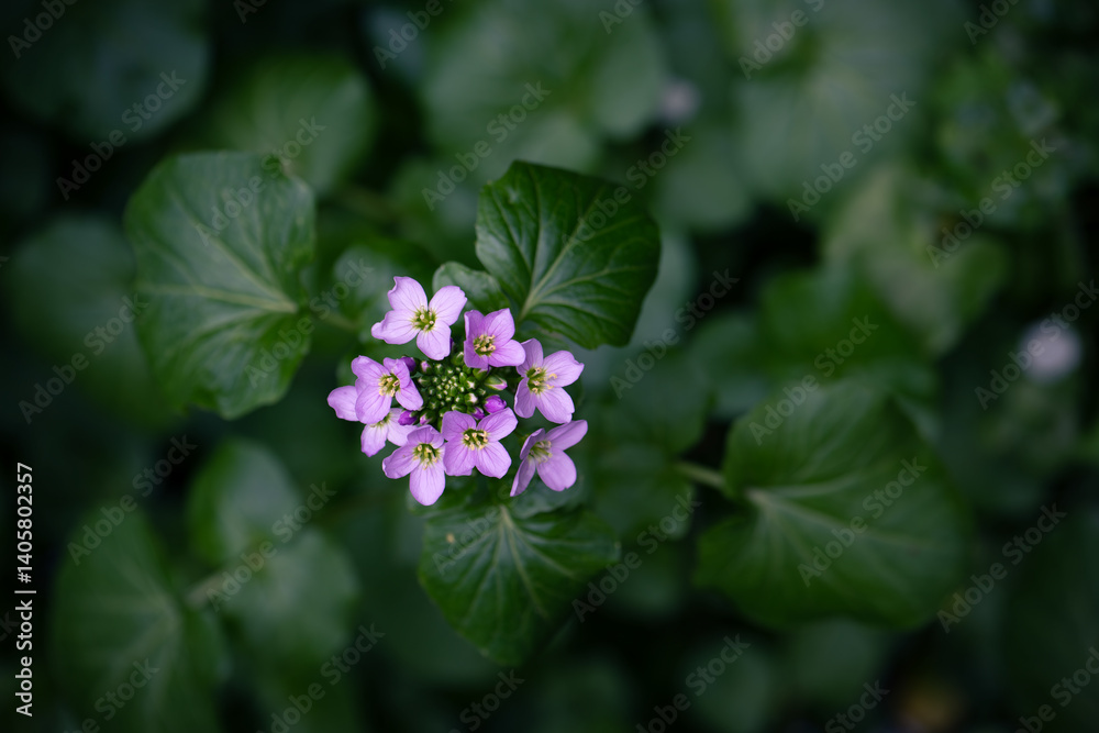 Wildflower cuckoo flower or cardamine pratensis view from above Wildflower cuckoo flower or cardamine pratensis view from above