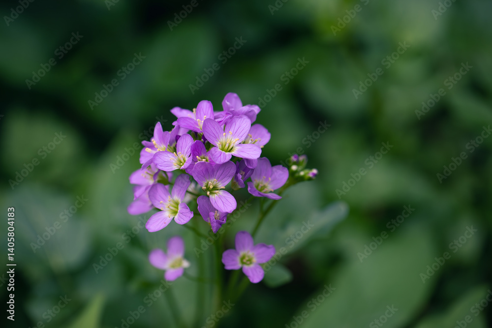 Wildflower cuckoo flower or cardamine pratensis Wildflower cuckoo flower or cardamine pratensis