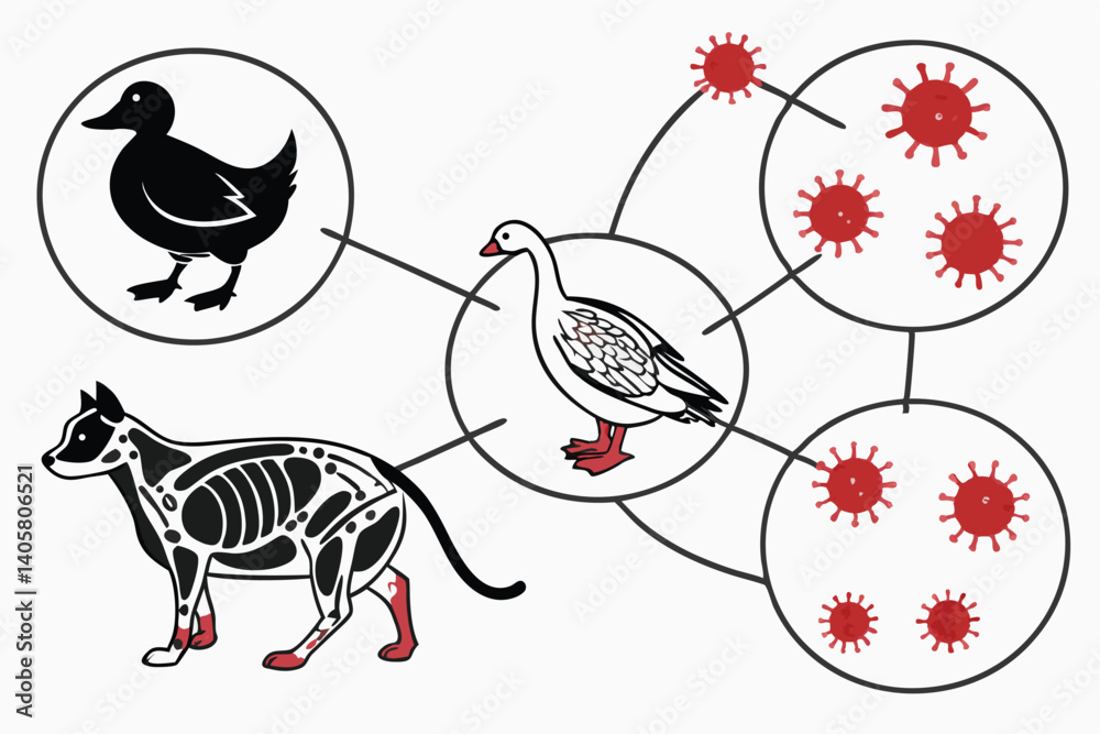 Fototapeta premium 5 Medical illustration, zoonotic diseases, animal to human transmission, coronavirus particles, duck, chicken, cow, cat, human anatomy, internal organs, circulatory system, scientific diagram, educati