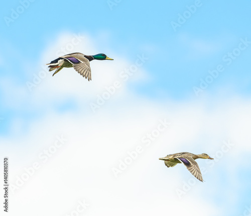Fotografía mallard wild duck (Anas platyrhynchos) pair flying