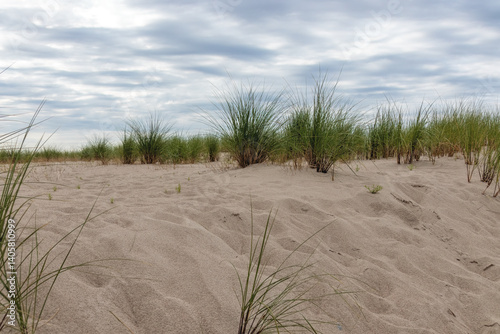 Fototapeta Naklejka Na Ścianę i Meble -  White sand dune with tall grass