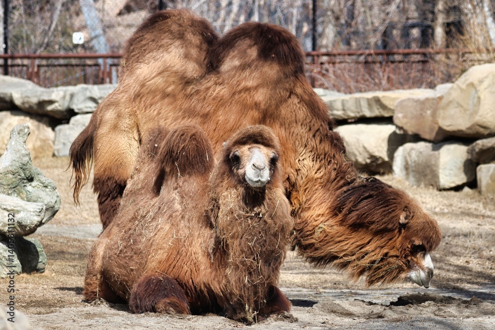 Fototapeta premium Alberta, Canada
