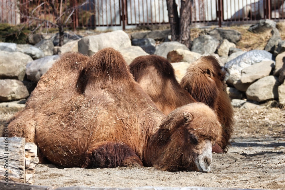 Naklejka premium Alberta, Canada