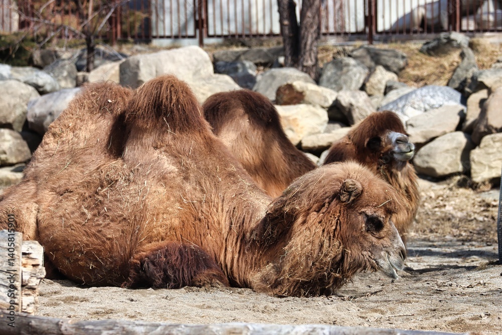 Naklejka premium Alberta, Canada