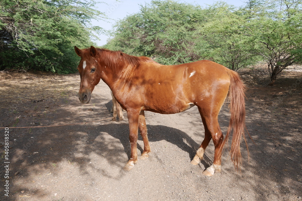 Pferd auf der Insel Sal auf den Kapverden