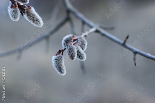 Willow branches. Willow catkins on the branch. Pussy-willow branches. Fluffy catkins in spring. Easter time