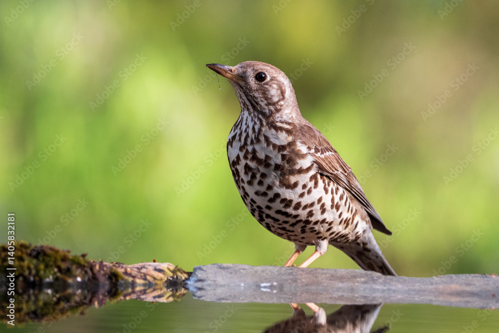 Fototapeta premium Zorzal charlo