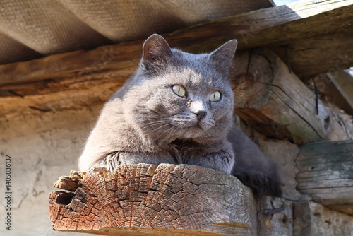 cat on the bench