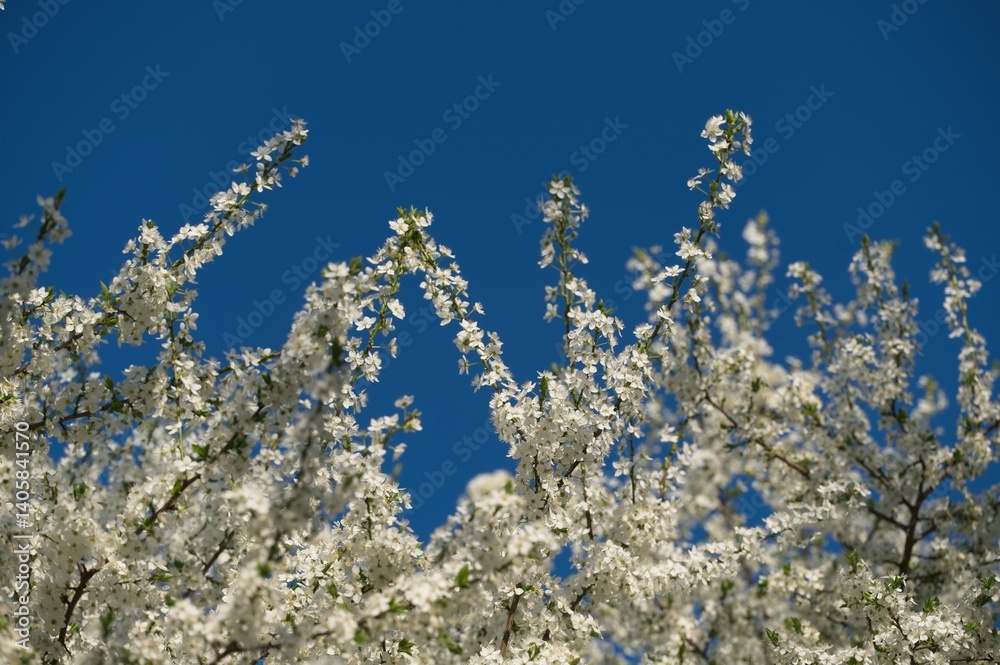withe flowering bush in spring withe flowering bush in spring