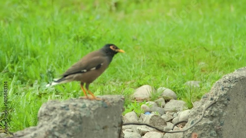 Slow motion of Common Myna bird (Acridotheres tristis) cleaning his beak with stone
