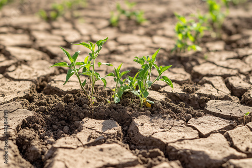 Dry Soil with Struggling Garden Plants – Drought Conditions and Water Shortage Concept. Earth day background.