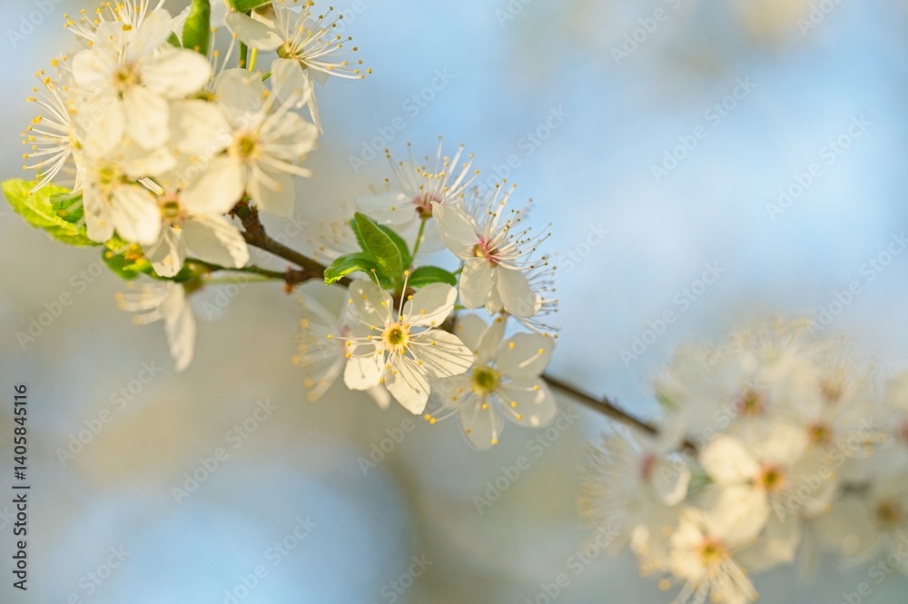 Fototapeta premium withe flowering bush in spring