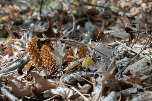 Bilde på lerret Blooming American cancer-root (Conopholis American) known as bear corn, and squaw root, perennial, non-photosynthesizing, or achlorophyllous, parasitic plants which attach to oak trees