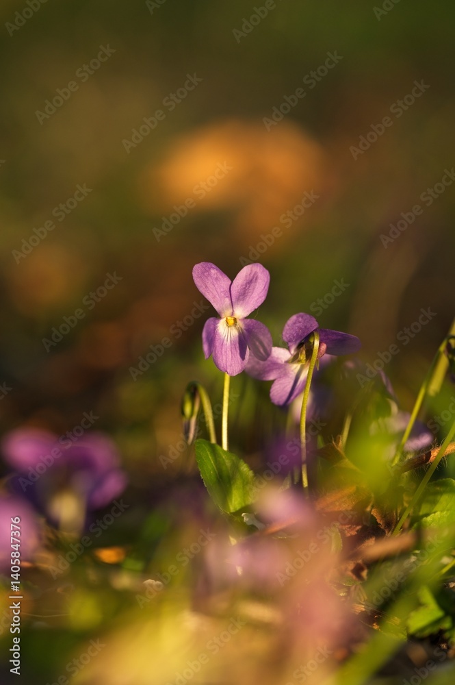 Fototapeta premium violet wildflowers in a forest in spring